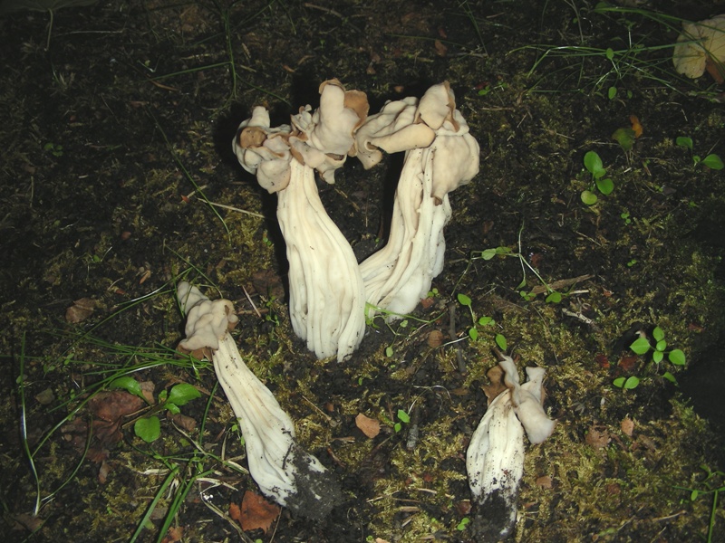 Helvella crispa